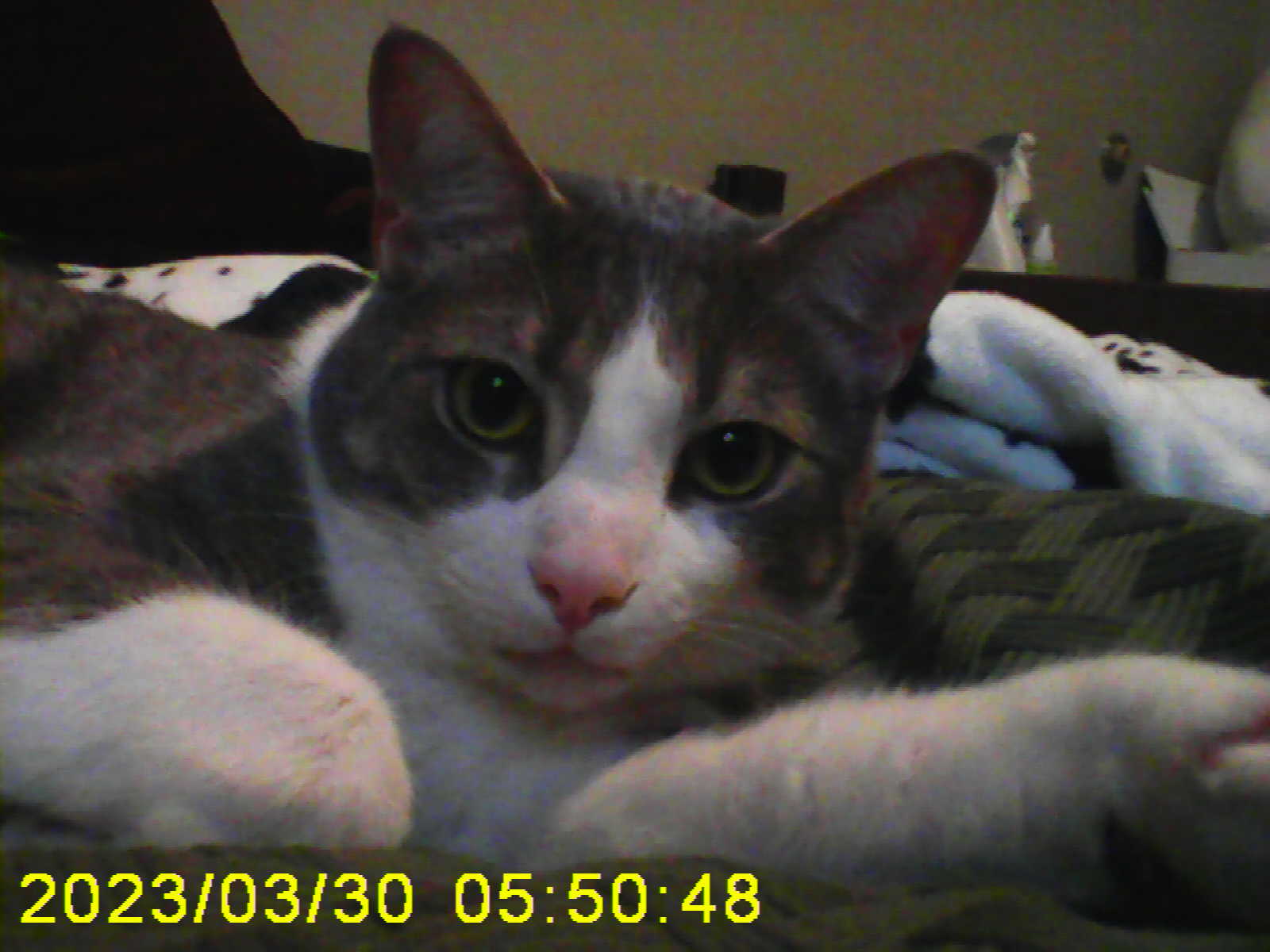 Cowboy 3/30/2023 on the 5BELOW VY095