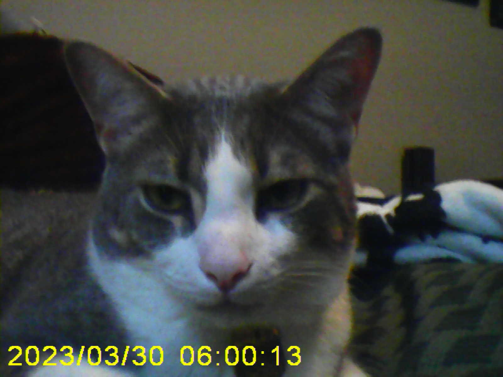 Annoyed Cowboy 3/30/2023 on the 5BELOW VY095