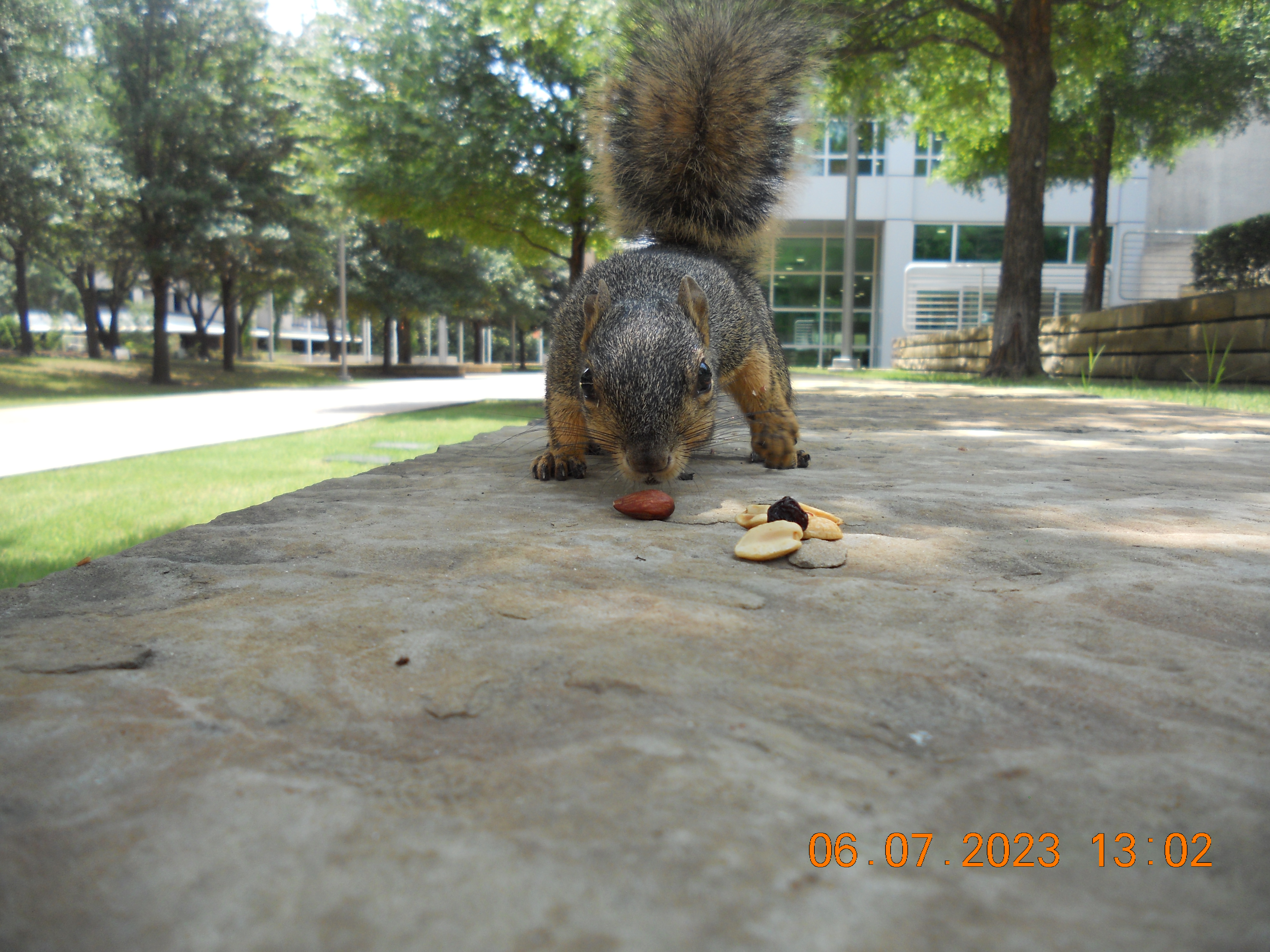 A college educated squirrel 6/7/2023 on the NIKON COOLPIX S205