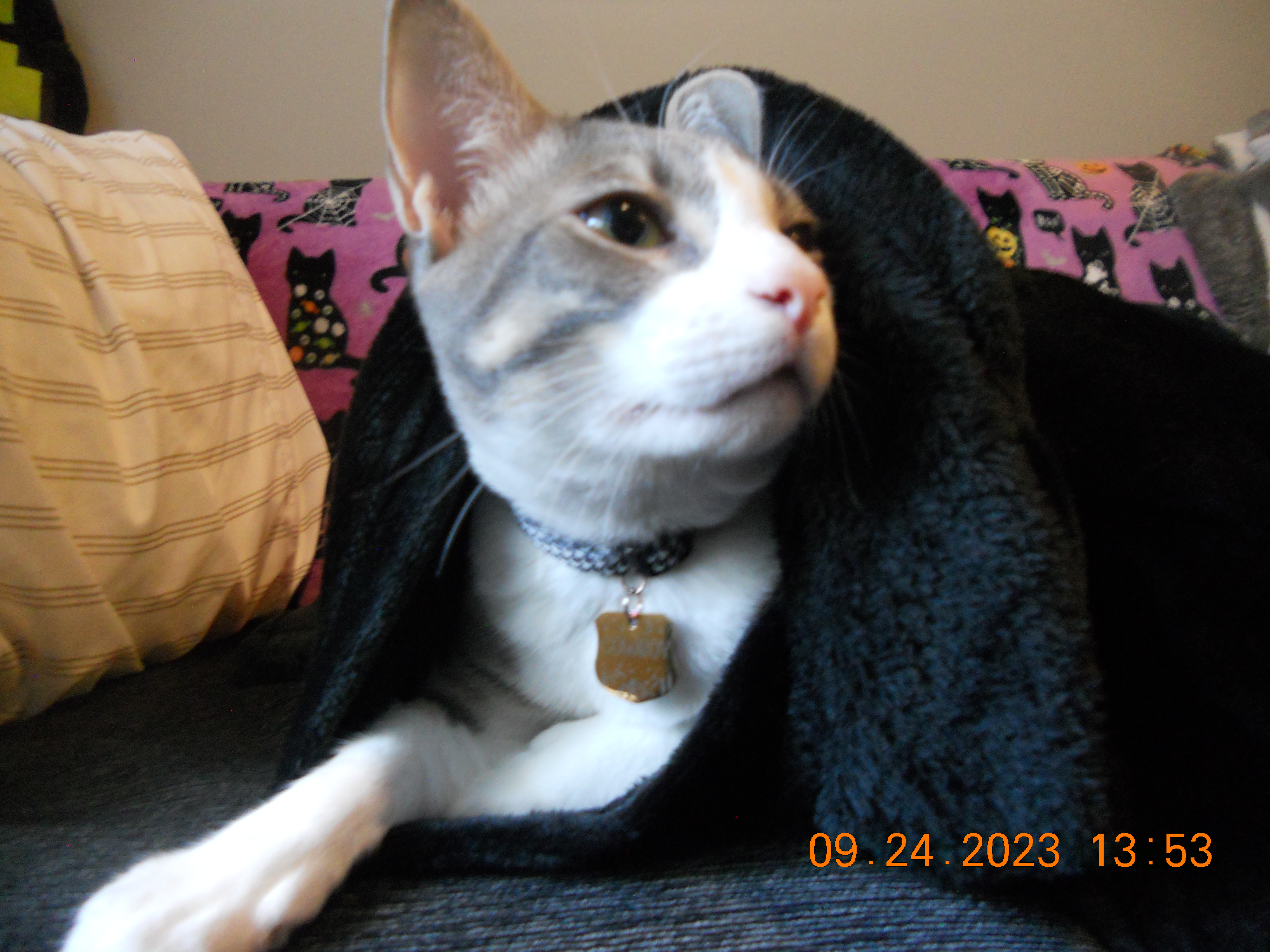 A bundle of Cowboy 9/24/2023 on the NIKON COOLPIX S205