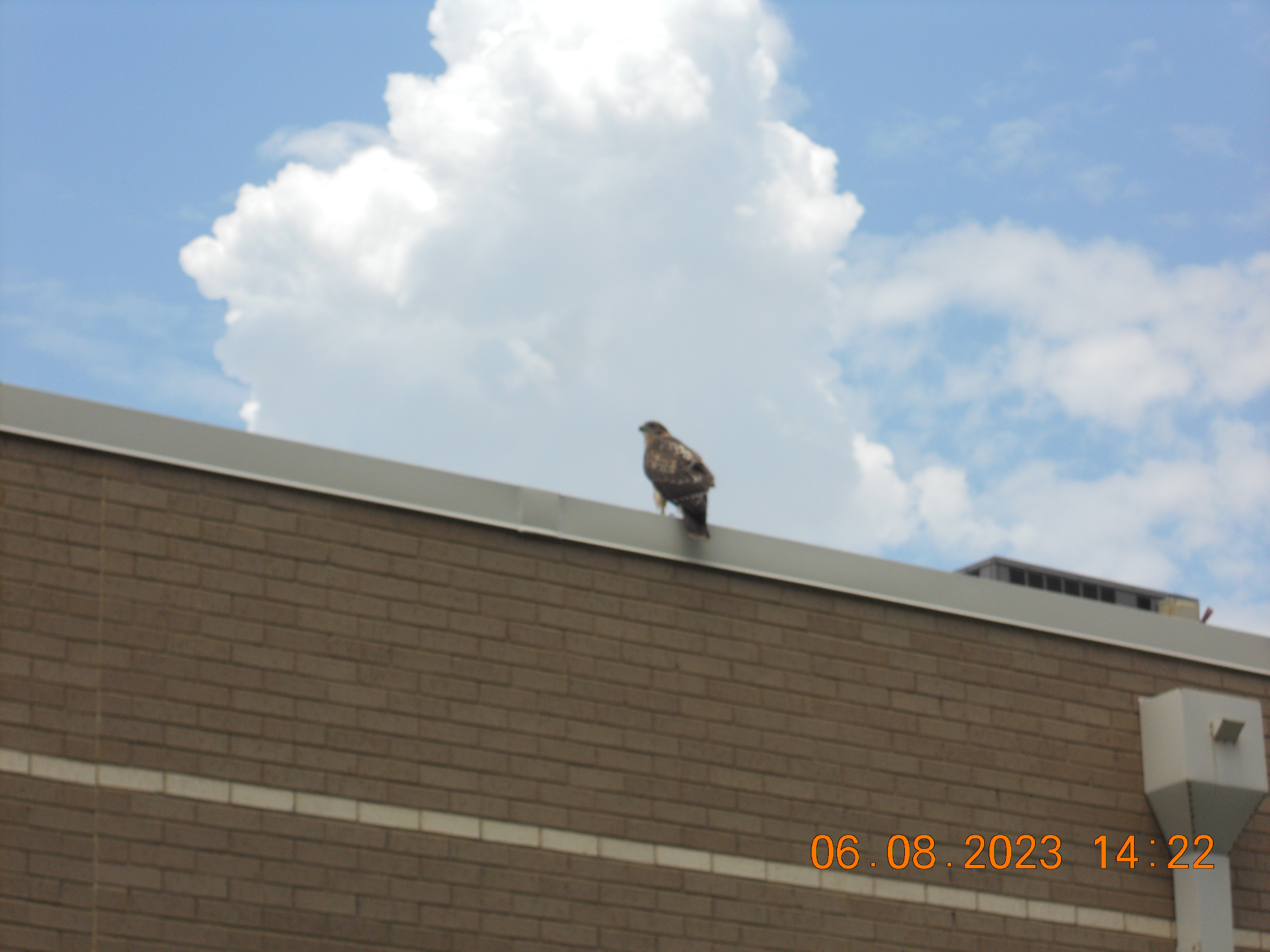 A hawk on the physics building 6/8/2023 on the NIKON COOLPIX S205