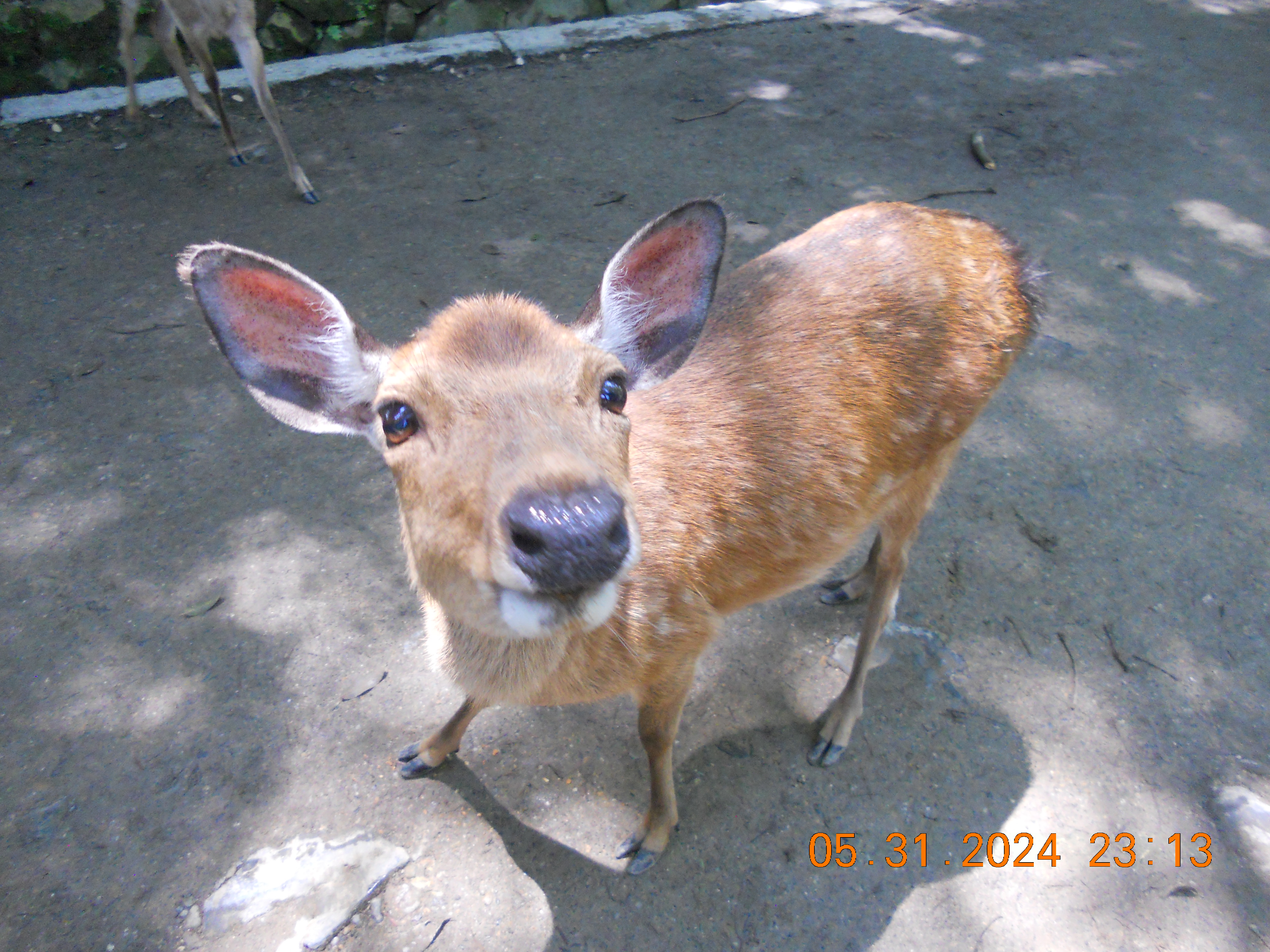 A rather adorable deer in Nara 5/31/2024 on the NIKON COOLPIX S205
