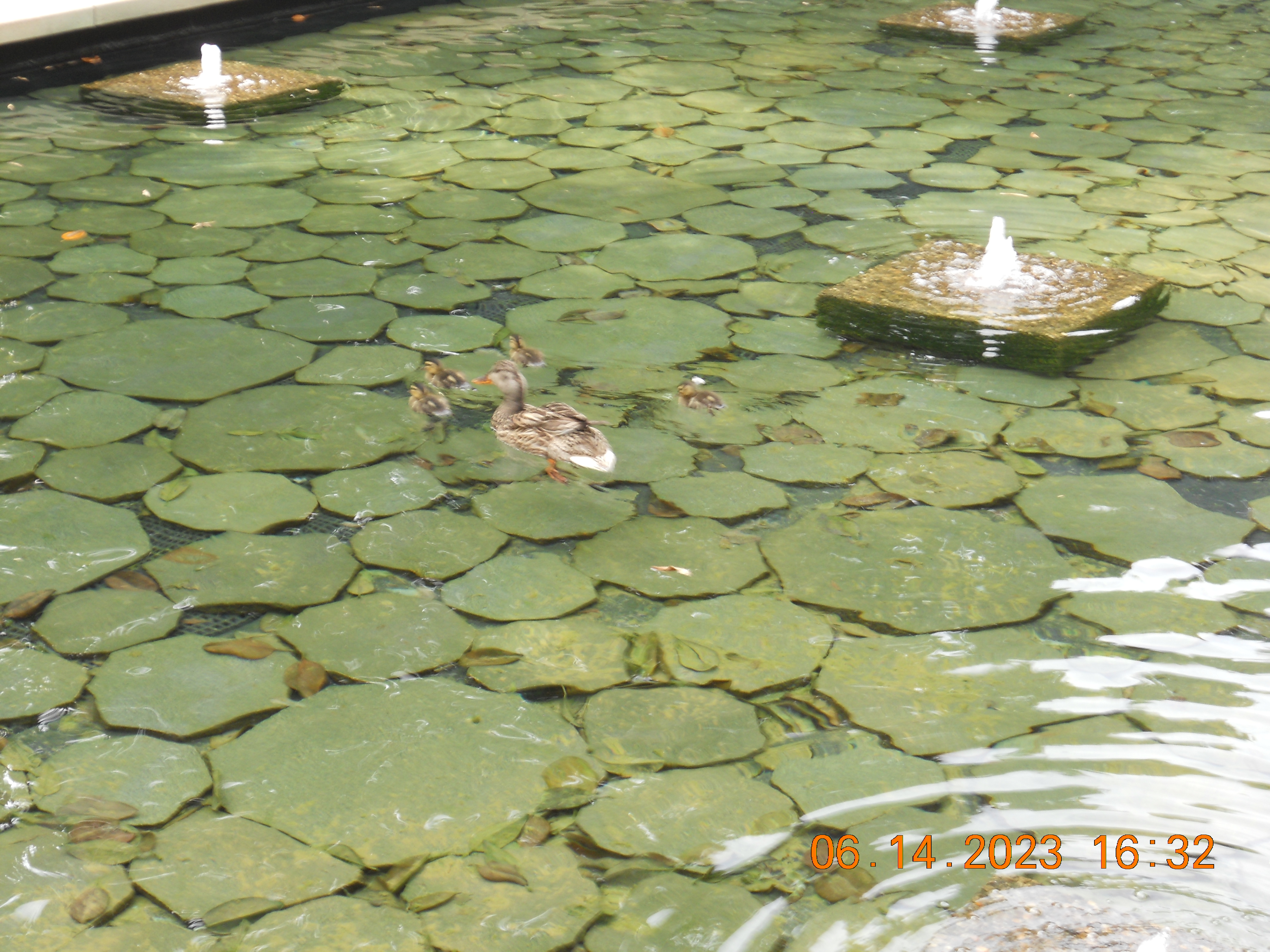 A family of ducks in the campus fountains 6/14/2023 NIKON COOLPIX S205