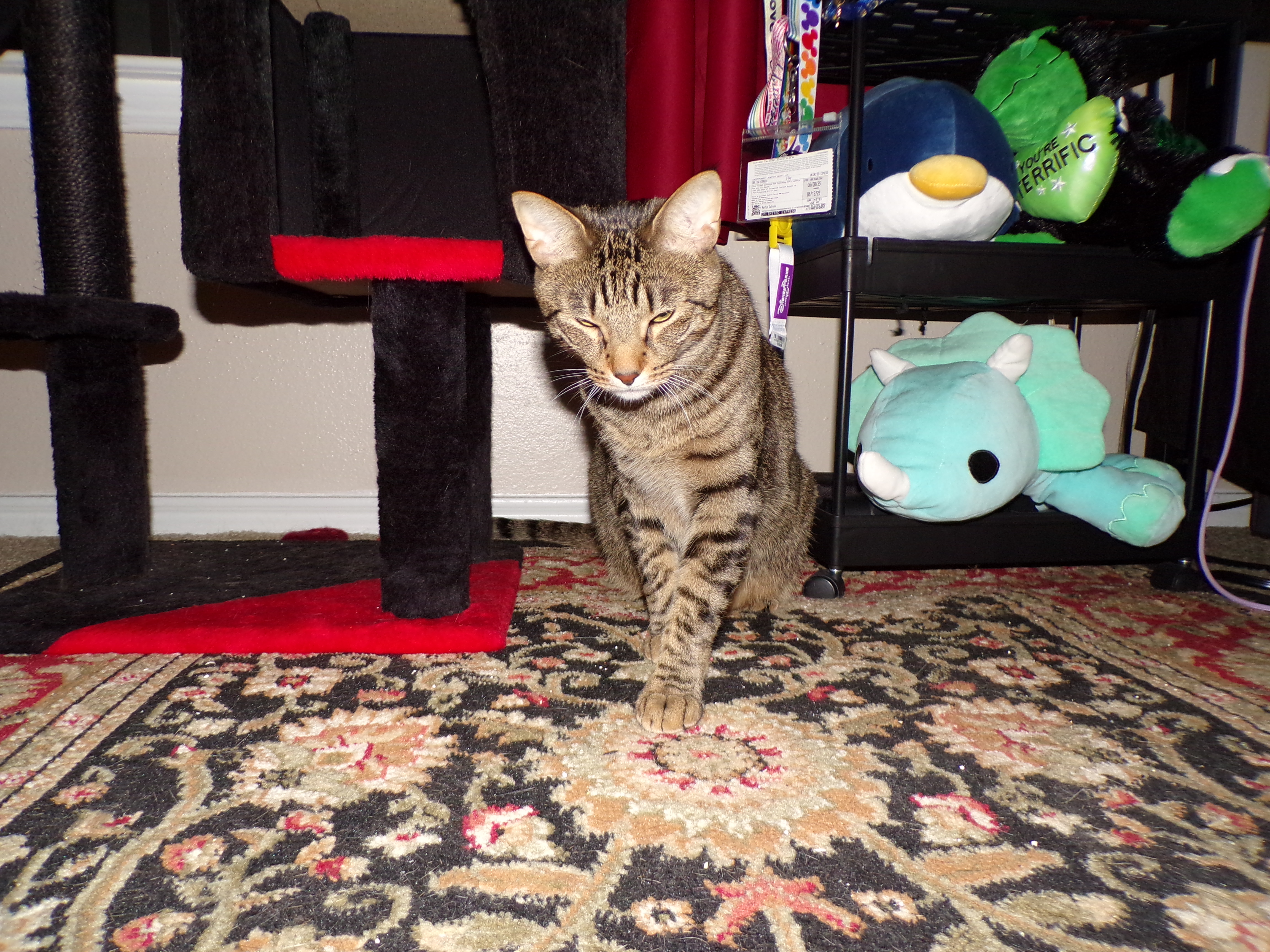 Kepler the cat 10/10/2025 on the PIXPRO AZ401