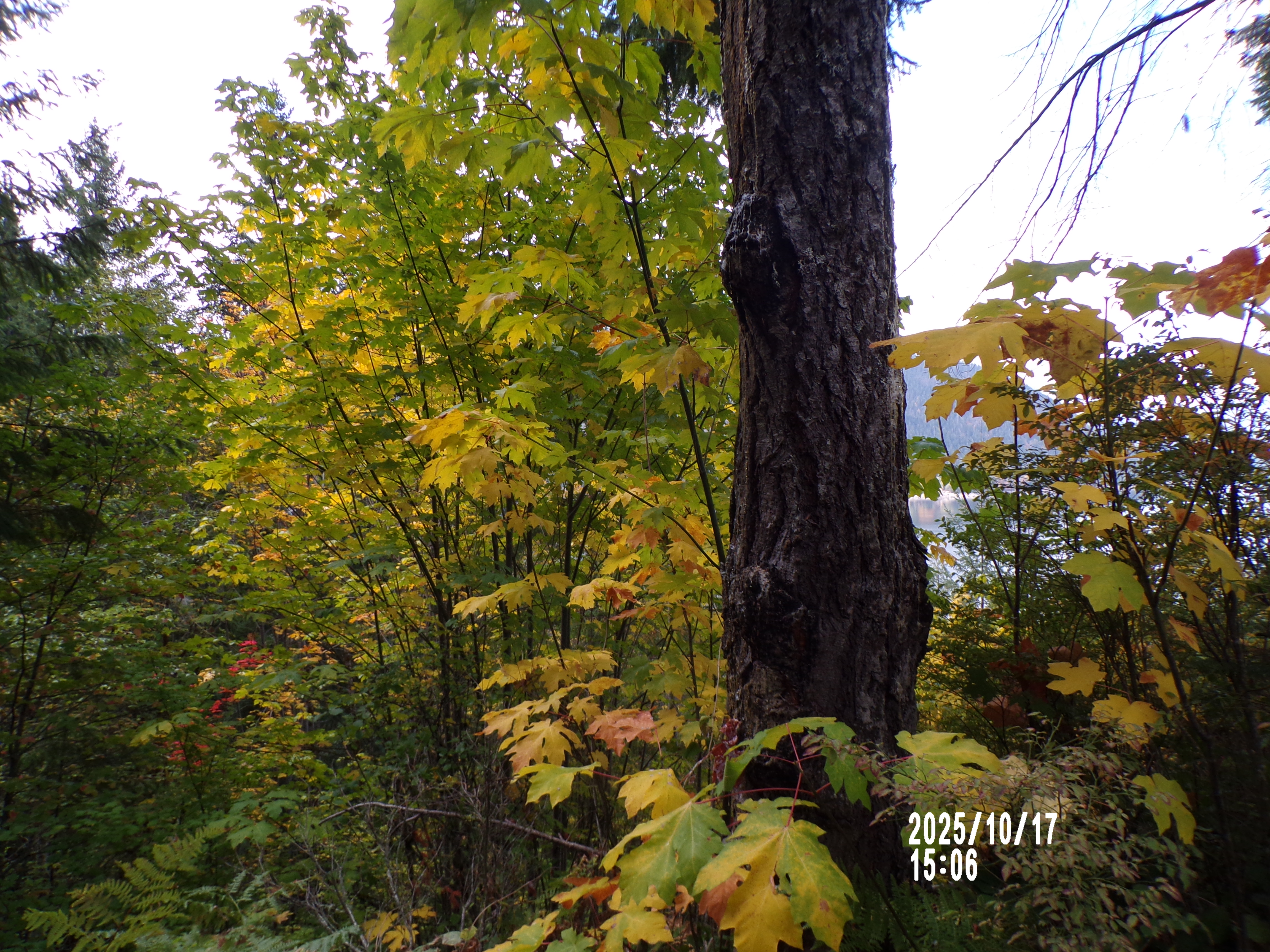 The wilderness of Tacoma, Washington 10/17/2025 on the PIXPRO AZ401