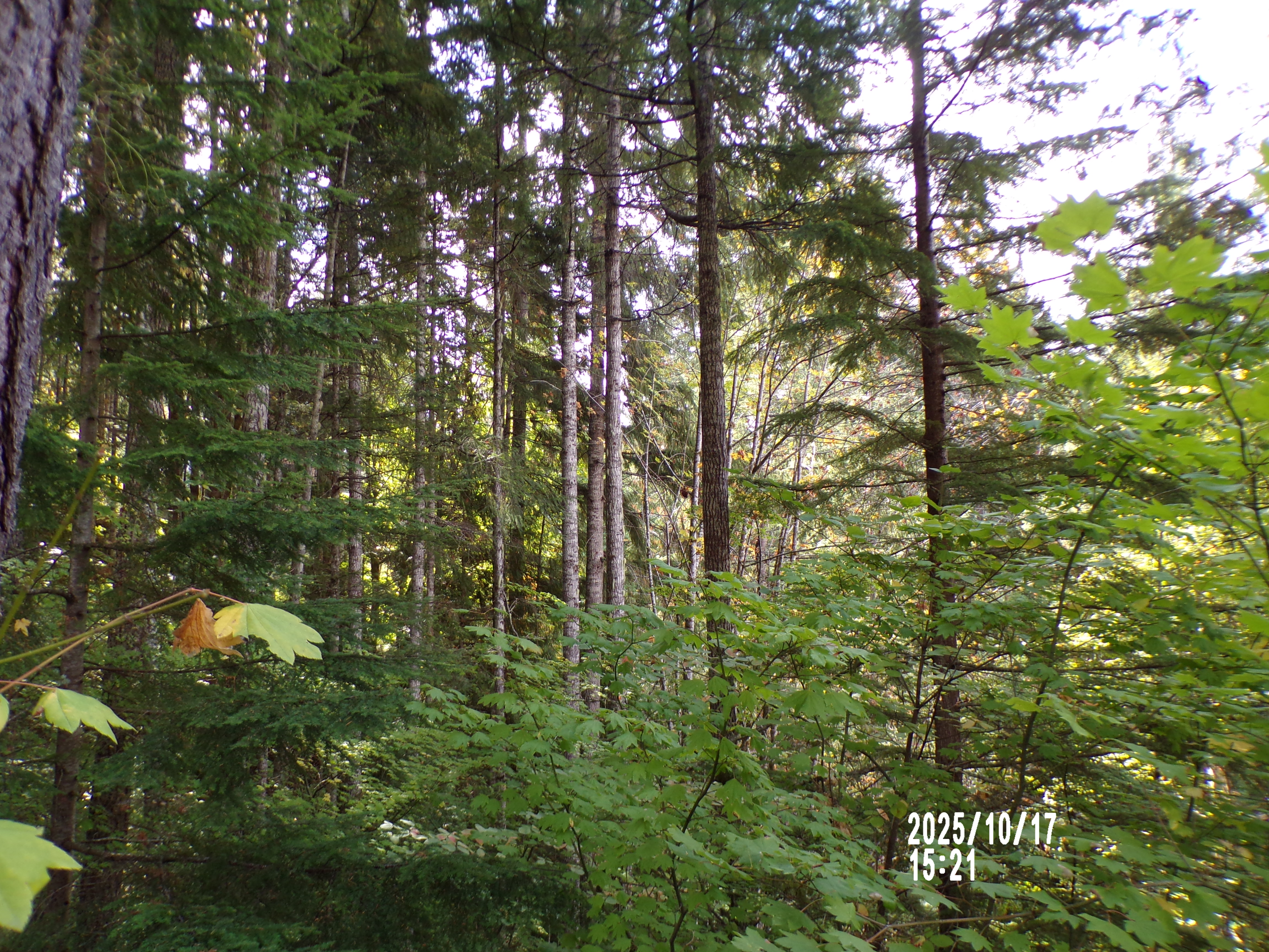 More from Olympia/Tacoma, WA 10/17/2025 on the PIXPRO AZ401