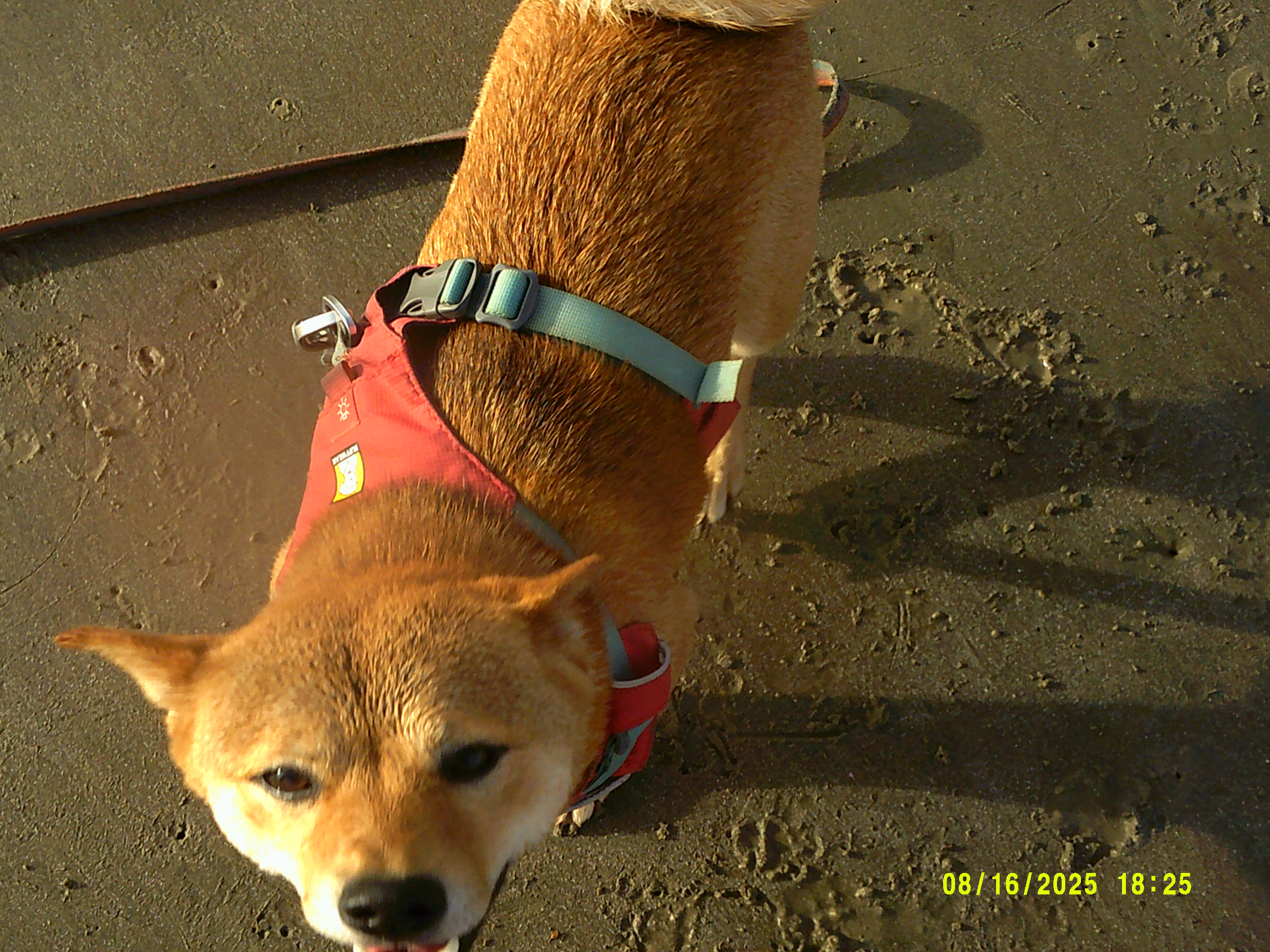A shiba inu approached me on the beach! 8/16/2025 on the POLAROID iS048
