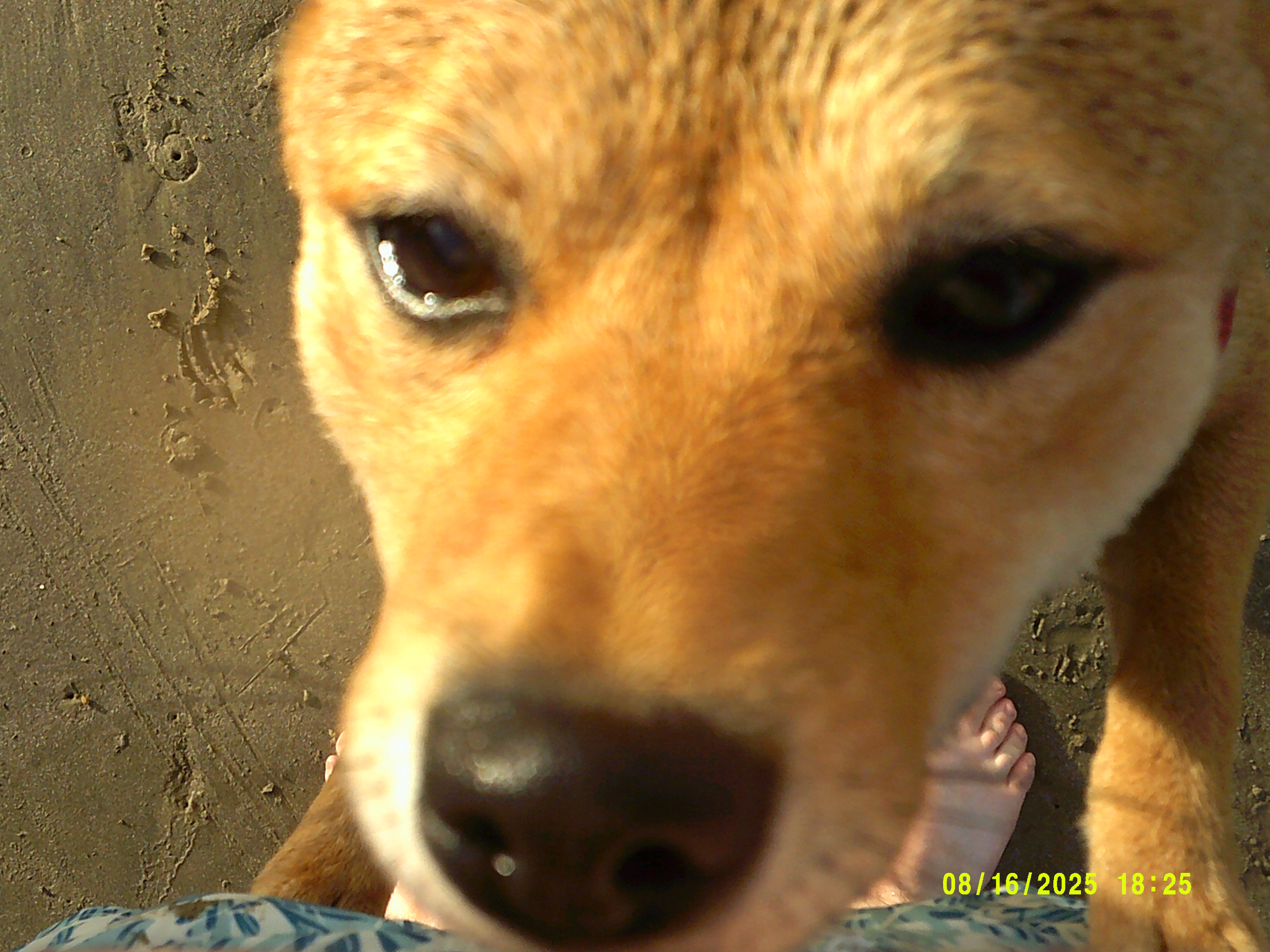 The shiba approaches even further 8/16/2025 on the POLAROID iS048